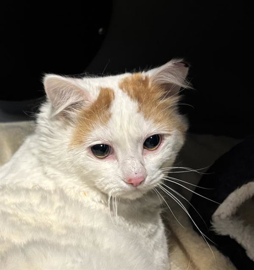 picture of the cat needing adoption