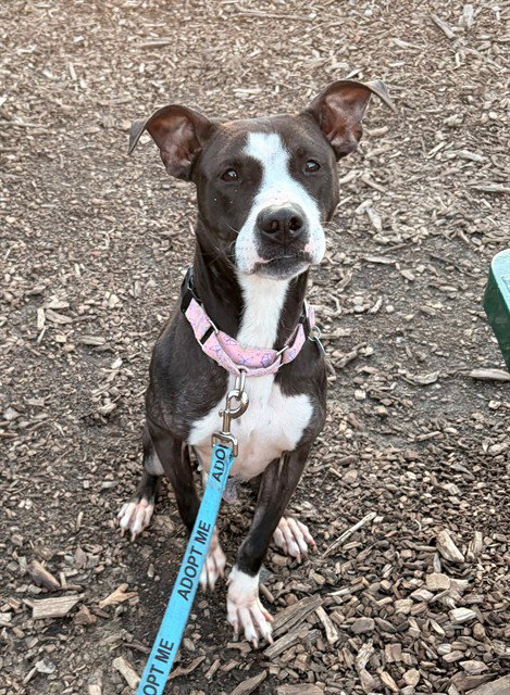 picture of the dog needing adoption