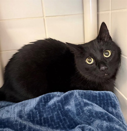 picture of the cat needing adoption