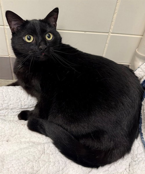picture of the cat needing adoption