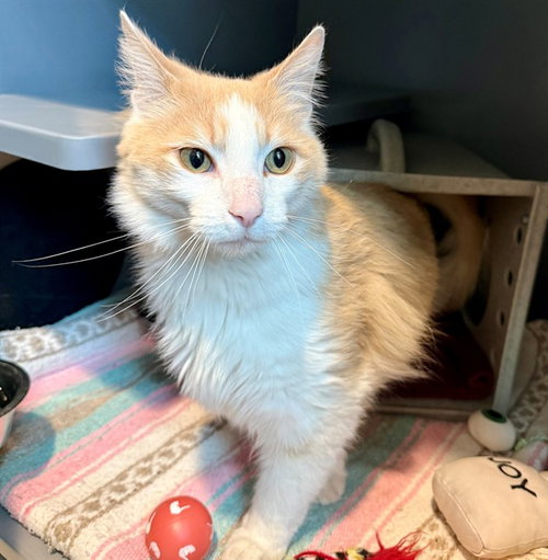 picture of the cat needing adoption