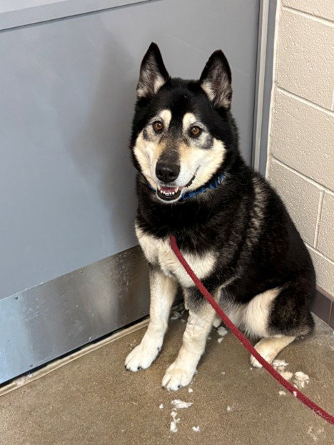 MAX, an adoptable Siberian Husky in Waterford, VA