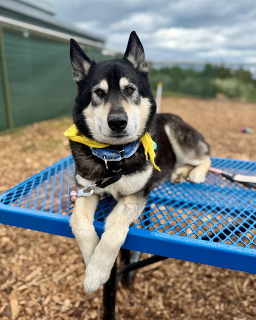 MAX, an adoptable Siberian Husky in Waterford, VA