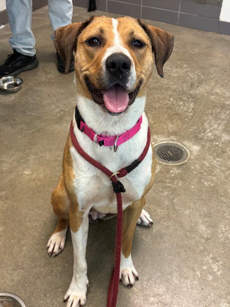 DAISY, an adoptable Labrador Retriever in Waterford, VA