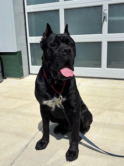 JUDAH, an adoptable Cane Corso Mastiff in Waterford, VA
