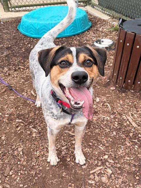 JACOB, an adoptable Bluetick Coonhound in Waterford, VA