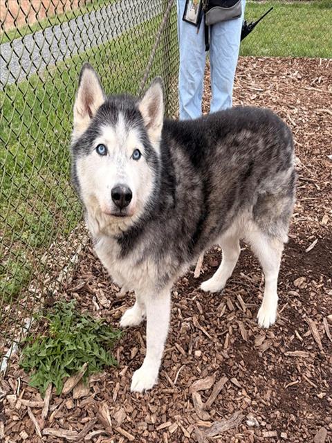LOKI, an adoptable Alaskan Malamute in Waterford, VA
