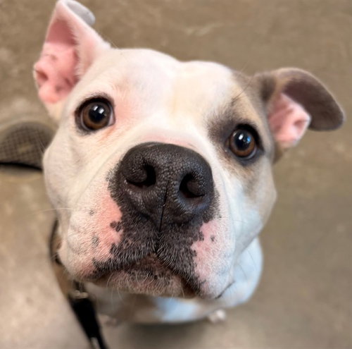 picture of the dog needing adoption