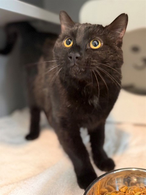 picture of the cat needing adoption