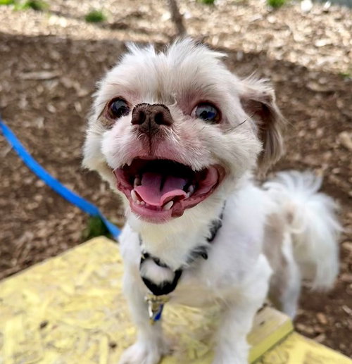 picture of the dog needing adoption