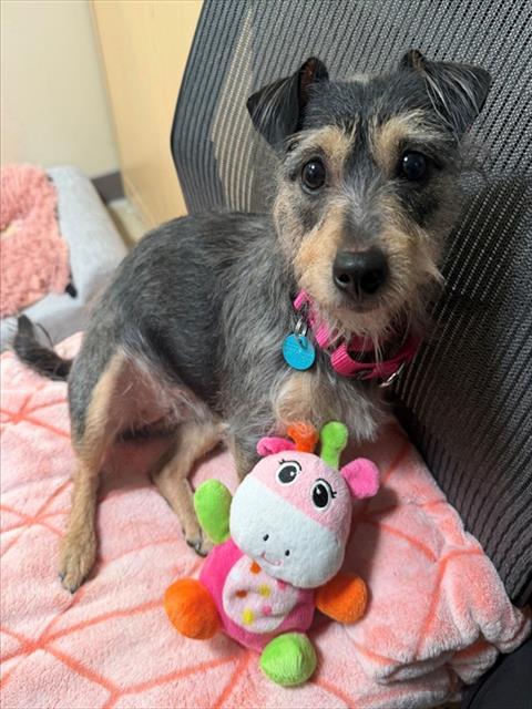 picture of the dog needing adoption