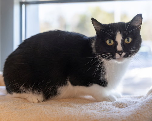 picture of the cat needing adoption