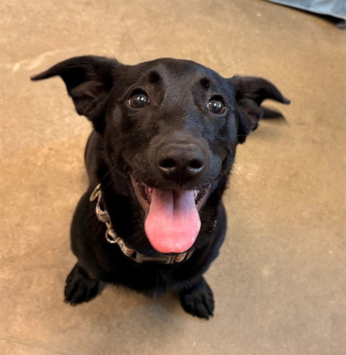 picture of the dog needing adoption