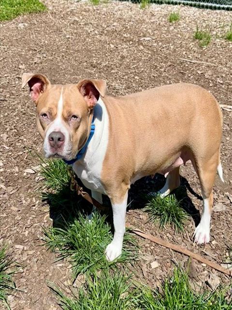 picture of the dog needing adoption