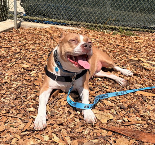 KYLIE, an adoptable Pit Bull Terrier in Waterford, VA