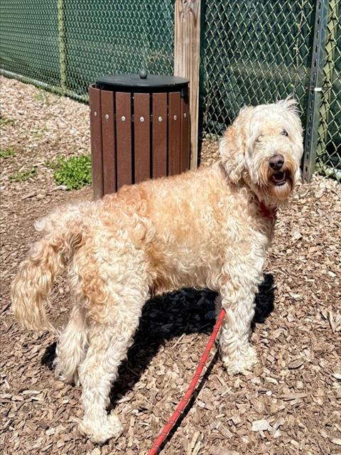 picture of the dog needing adoption