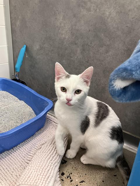picture of the cat needing adoption