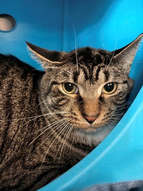 picture of the cat needing adoption