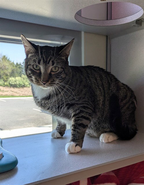 picture of the cat needing adoption