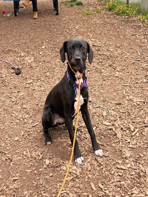 picture of the dog needing adoption