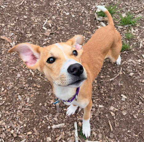 picture of the dog needing adoption