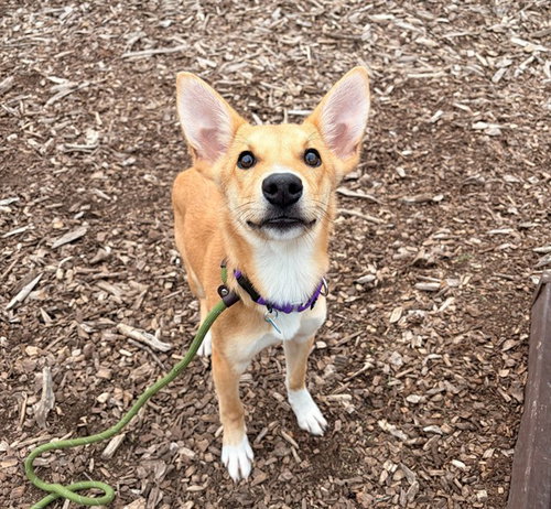 picture of the dog needing adoption