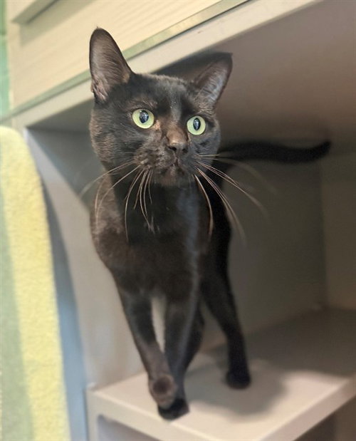 picture of the cat needing adoption