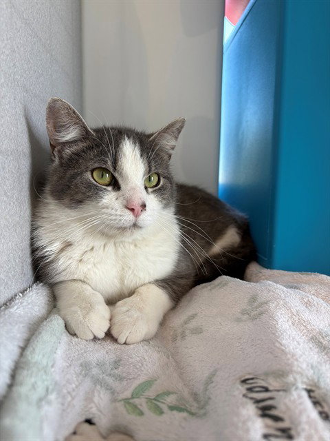 picture of the cat needing adoption