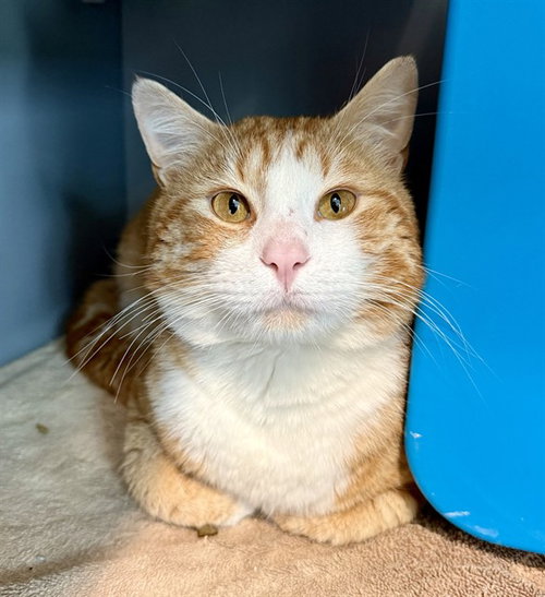 picture of the cat needing adoption