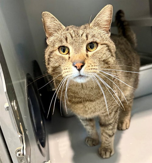 SAMMY, Adult Domestic Short Hair (medium coat), cat for adoption in Manassas, Virginia