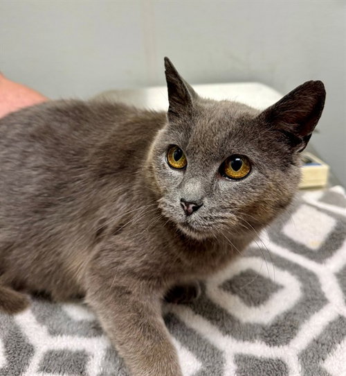 SAPPHIRE, Young Domestic Short Hair (medium coat), cat for adoption in Manassas, Virginia