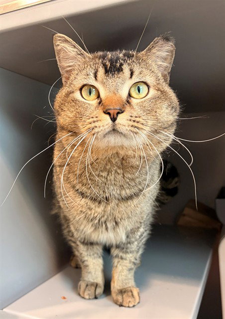 MEATBALL, Adult Domestic Short Hair (medium coat), cat for adoption in Manassas, Virginia
