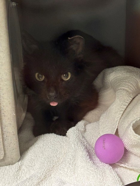 BLAZE, Adult Domestic Long Hair (medium coat), cat for adoption in Manassas, Virginia