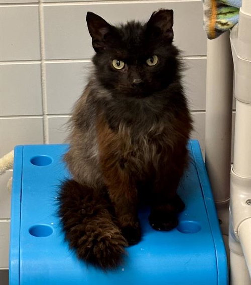 BLAZE, an adoptable Domestic Long Hair in Waterford, VA