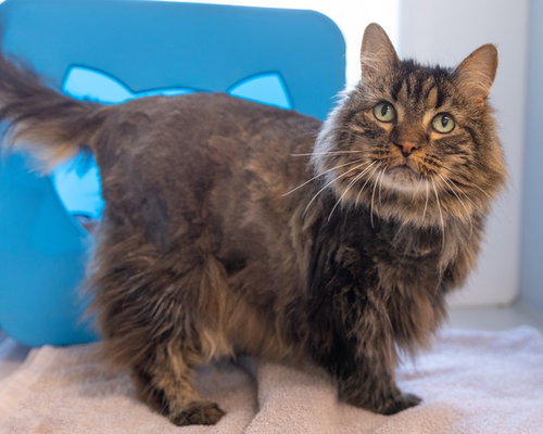 CHEEKERS, Senior Domestic Long Hair (medium coat), cat for adoption in Manassas, Virginia