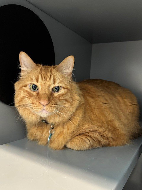 RAGNAR, Senior Domestic Medium Hair (medium coat), cat for adoption in Manassas, Virginia