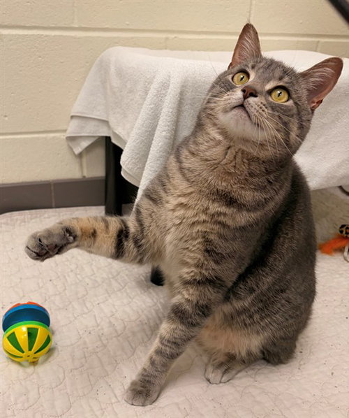 HOOK, Adult Domestic Short Hair (medium coat), cat for adoption in Manassas, Virginia