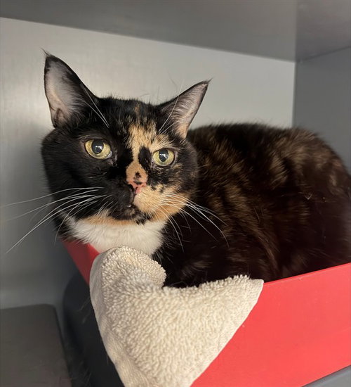 AUTUMN, Senior Domestic Short Hair (medium coat), cat for adoption in Manassas, Virginia