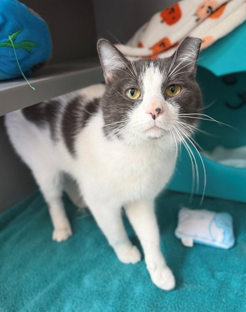 GOOSE, Young Domestic Medium Hair (medium coat), cat for adoption in Manassas, Virginia