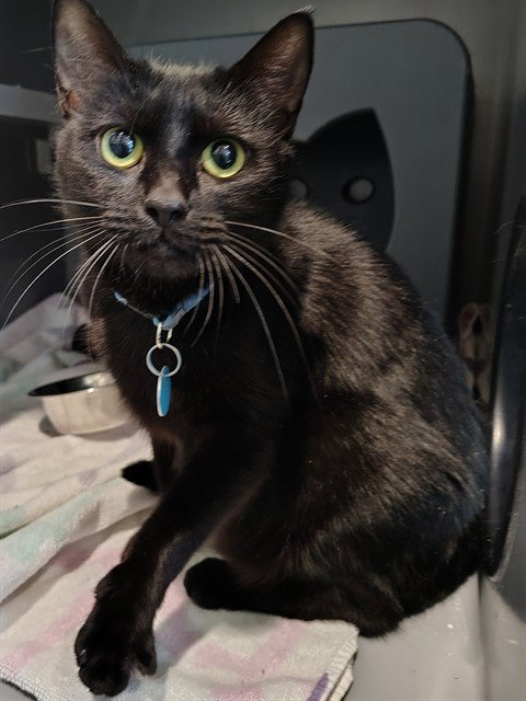 SABRINA, Young Domestic Short Hair (medium coat), cat for adoption in Manassas, Virginia