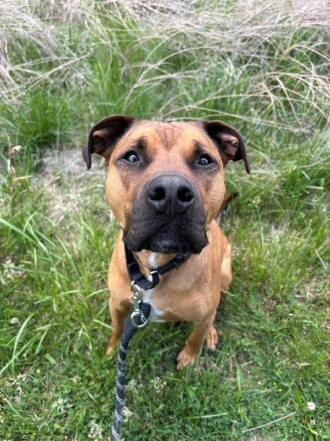 SCRAPPY, an adoptable Boxer in Waterford, VA