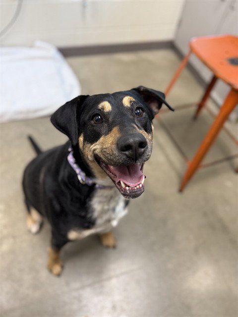JORDAN, an adoptable Hound in Waterford, VA