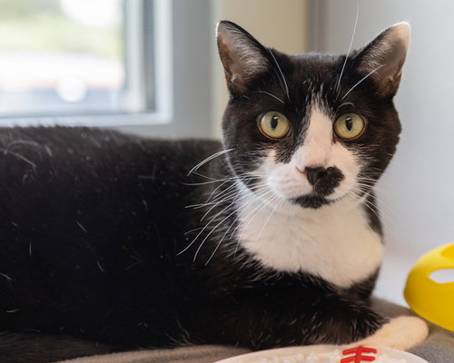 INGRID, an adoptable Domestic Short Hair in Waterford, VA