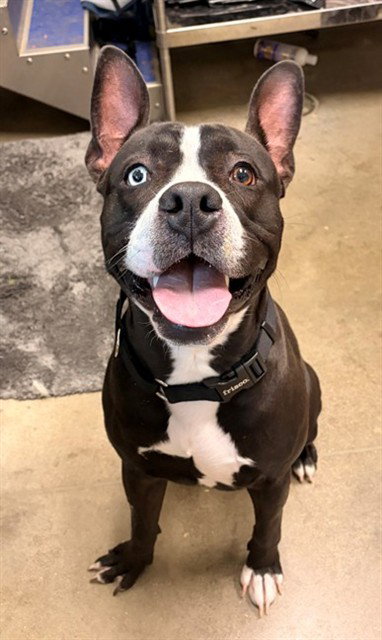 DUOLINGO, an adoptable Pit Bull Terrier in Waterford, VA