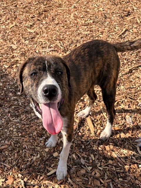 CLYDE, an adoptable Labrador Retriever in Waterford, VA