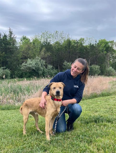 JAG, an adoptable Labrador Retriever in Waterford, VA