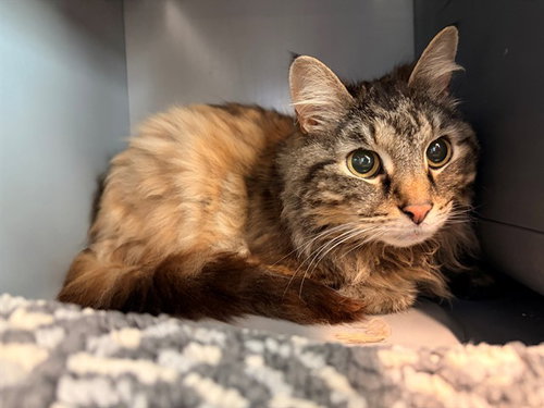 MITZIE, an adoptable Domestic Long Hair in Waterford, VA