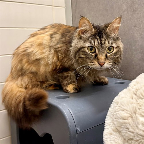 MITZIE, Senior Domestic Long Hair (medium coat), cat for adoption in Bowie, Maryland
