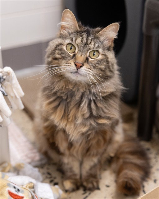 MITZIE