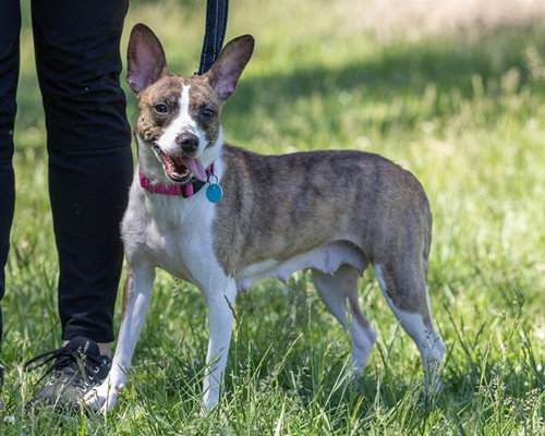 DELORES, an adoptable Chihuahua in Waterford, VA